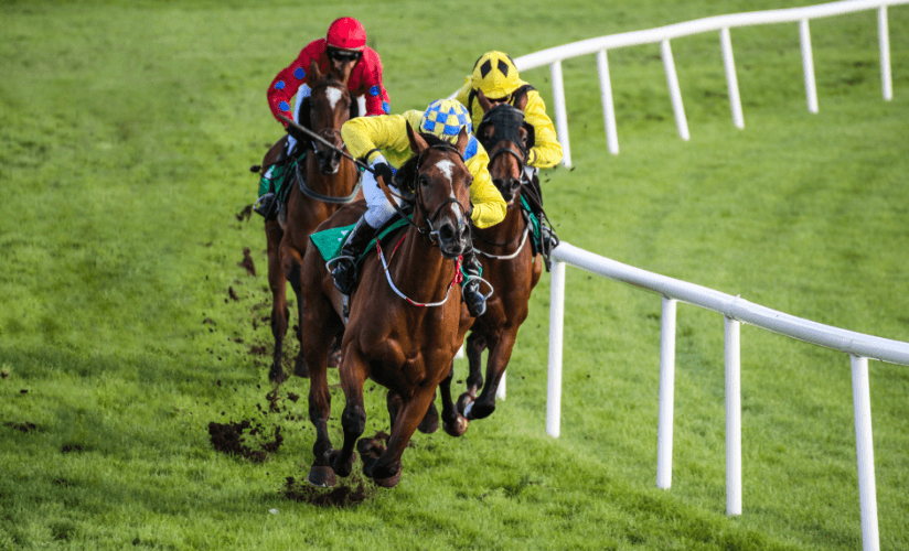 How to Choose the Right Horse for Racing