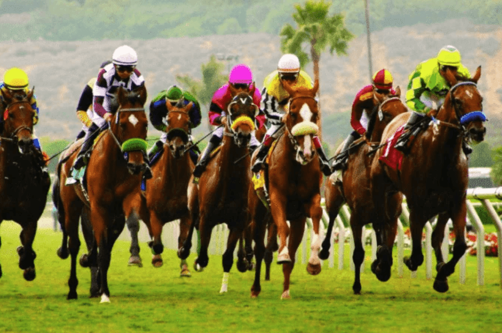 ledueldutierce || ledueldutierce turf